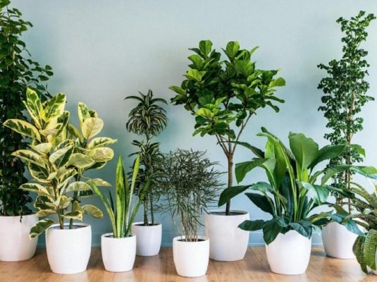 Top 9 địa chỉ bán cây cảnh vừa đẹp vừa rẻ ở TPHCM