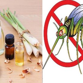 Bật mí cách đuổi muỗi bằng tinh dầu vừa an toàn lại hiệu quả