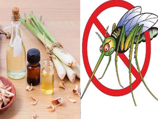 Bật mí cách đuổi muỗi bằng tinh dầu vừa an toàn lại hiệu quả