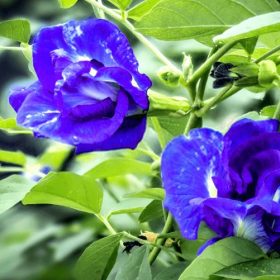 Thời điểm uống hoa đậu biếc lúc nào là tốt nhất trong ngày