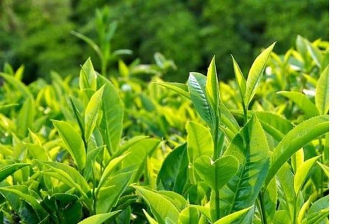 Cùng phân tích việc uống trà có tốt không?