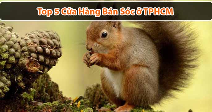 Top 5 cửa hàng bán sóc ở TPHCM giá tốt nhất hiện nay